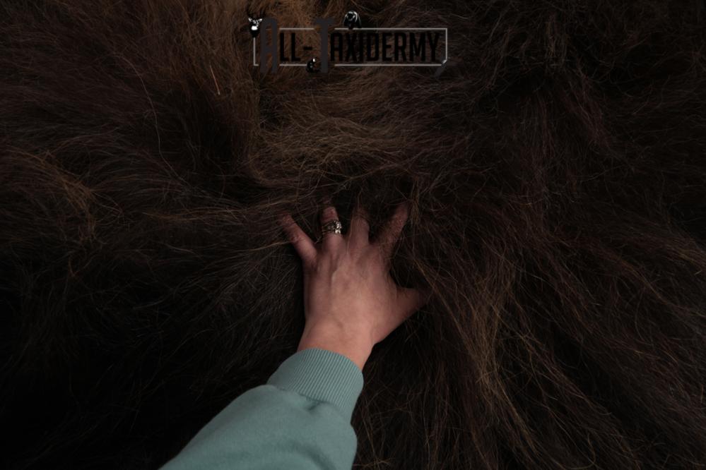 Musk Ox Full Body Hide SKU 2857 - Image 3