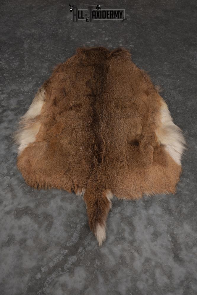 Whitetail Deer Back Skin Hide SKU 2855