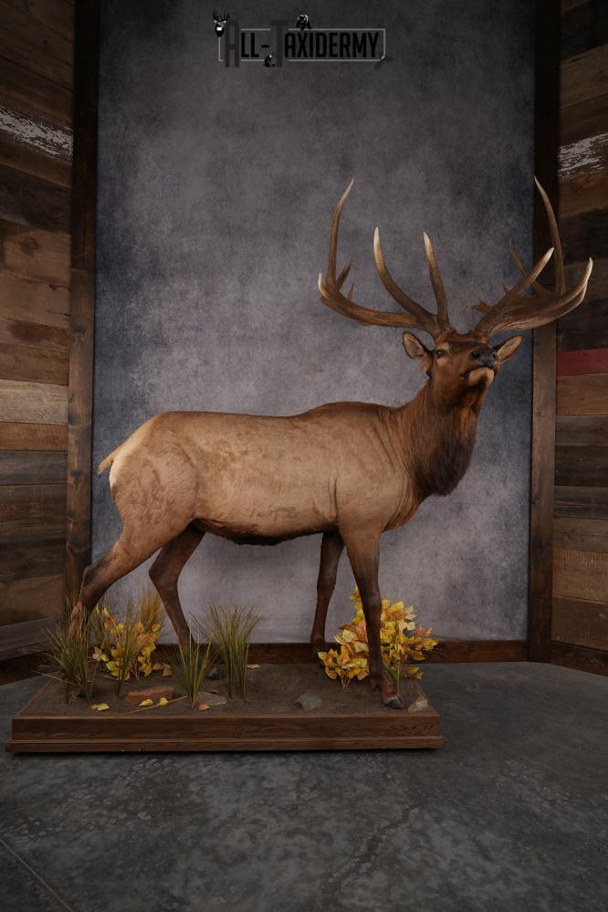 Full Body Elk SKU 2842