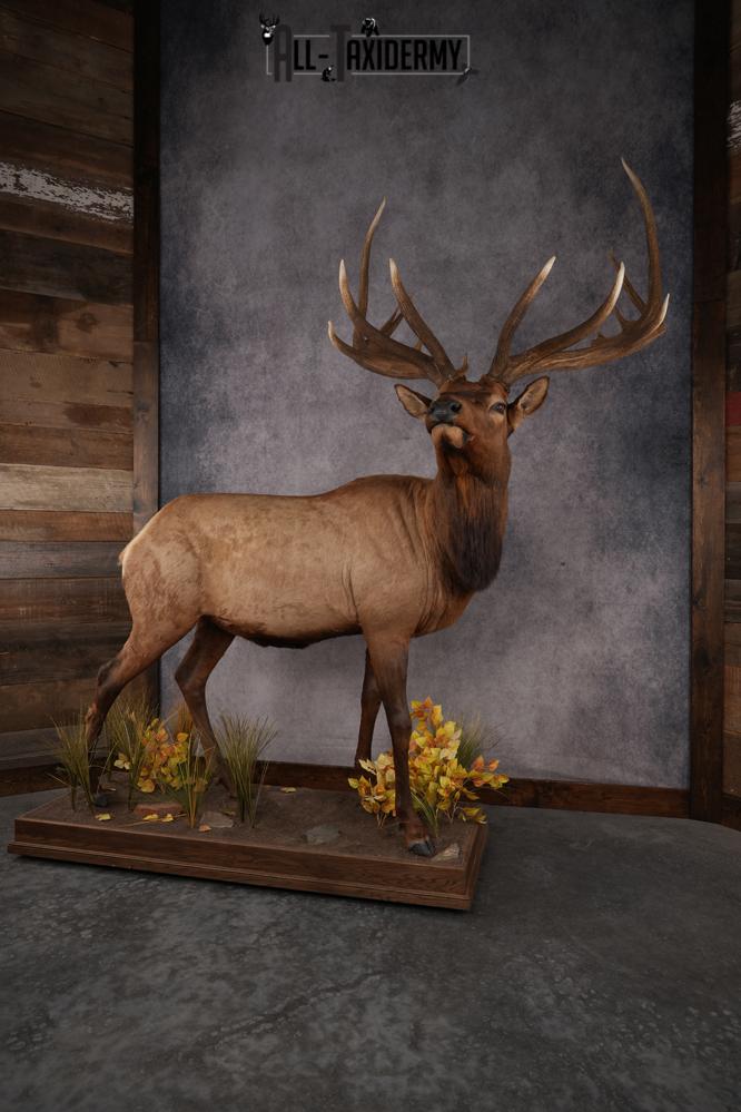 Full Body Elk SKU 2842 - Image 10