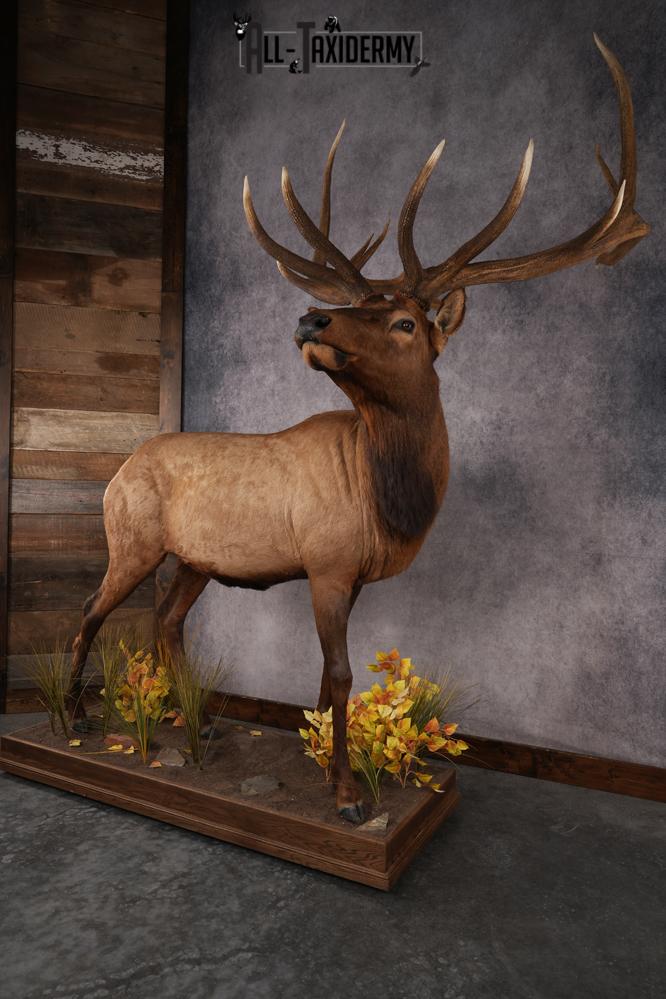 Elk Life Size Mount