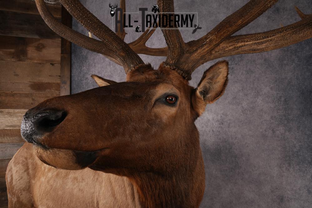 Full Body Elk SKU 2842 - Image 8