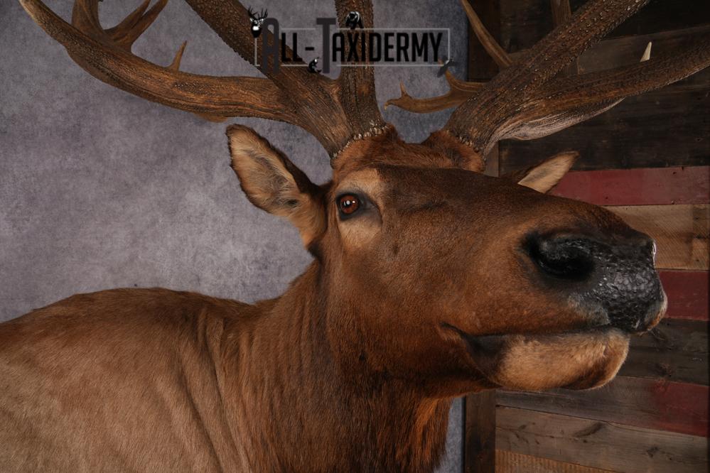 Full Body Elk SKU 2842 - Image 7