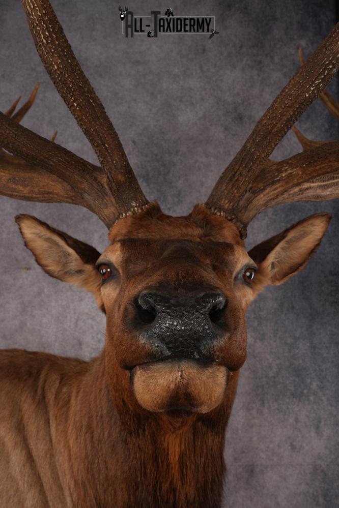 Full Body Elk SKU 2842 - Image 6