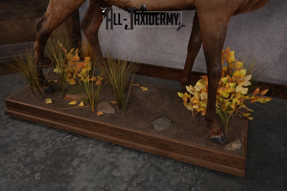 Full Body Elk SKU 2842 - Image 5