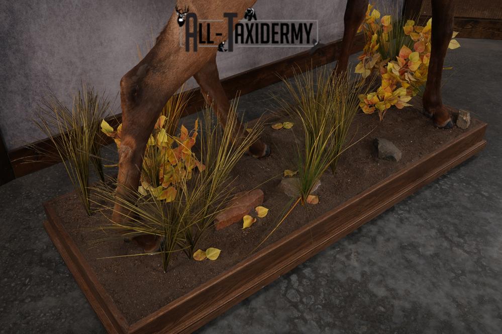 Full Body Elk SKU 2842 - Image 4