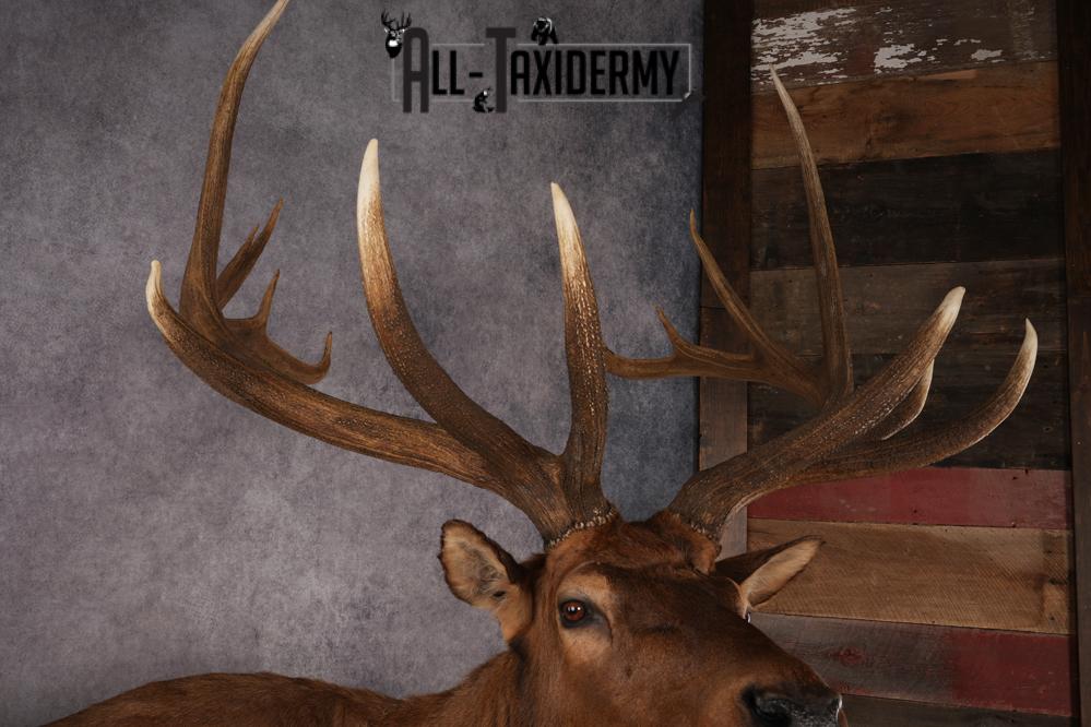 Full Body Elk SKU 2842 - Image 3