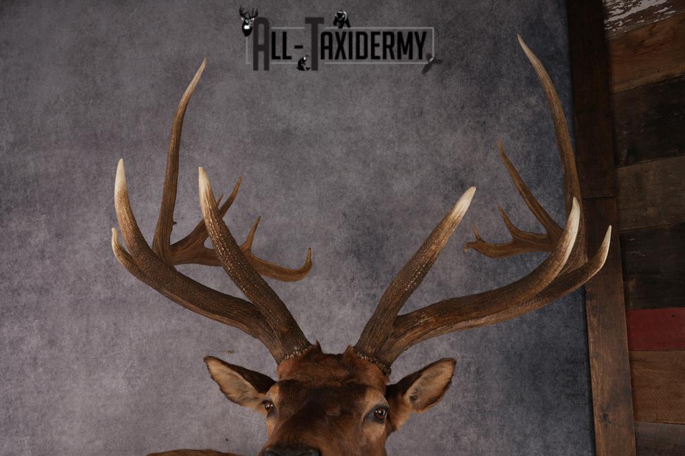 Full Body Elk SKU 2842 - Image 2