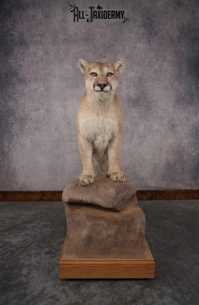 Full Body Cougar Taxidermy Mount SKU 2906