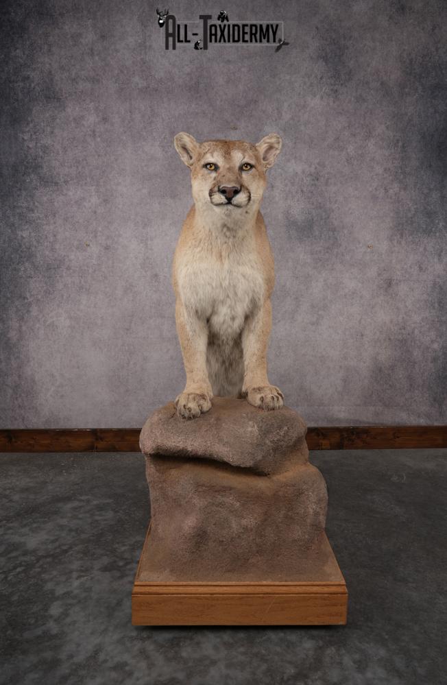 Full Body Cougar Taxidermy Mount SKU 2906