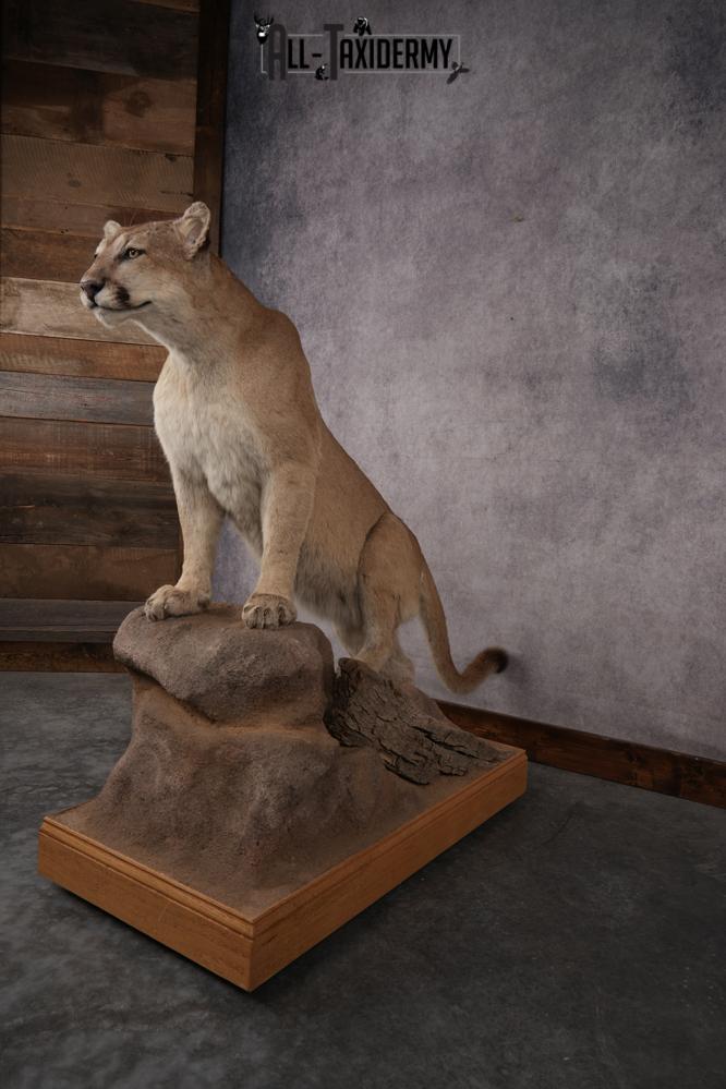 Full Body Cougar Taxidermy Mount SKU 2906 - Image 11