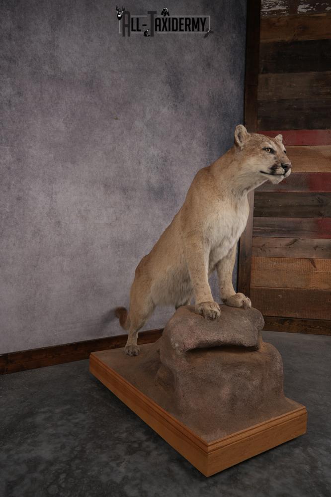 Full Body Cougar Taxidermy Mount SKU 2906 - Image 10