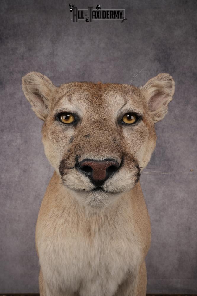 Full Body Cougar Taxidermy Mount SKU 2906 - Image 9