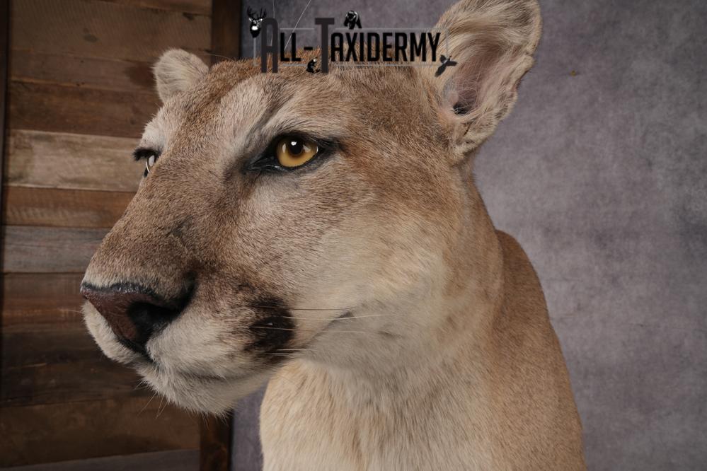 Full Body Cougar Taxidermy Mount SKU 2906 - Image 8