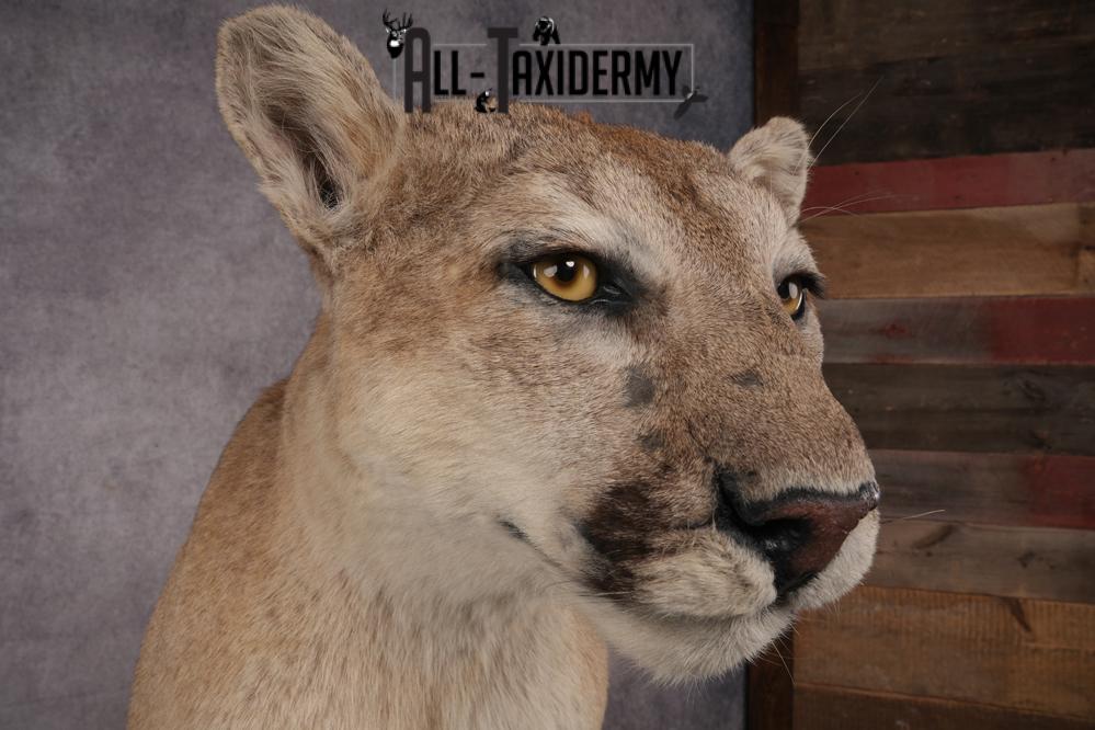 Full Body Cougar Taxidermy Mount SKU 2906 - Image 7