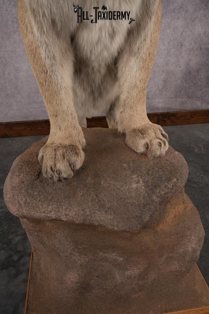 Full Body Cougar Taxidermy Mount SKU 2906 - Image 6