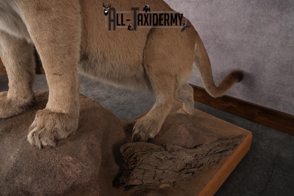 Full Body Cougar Taxidermy Mount SKU 2906 - Image 5