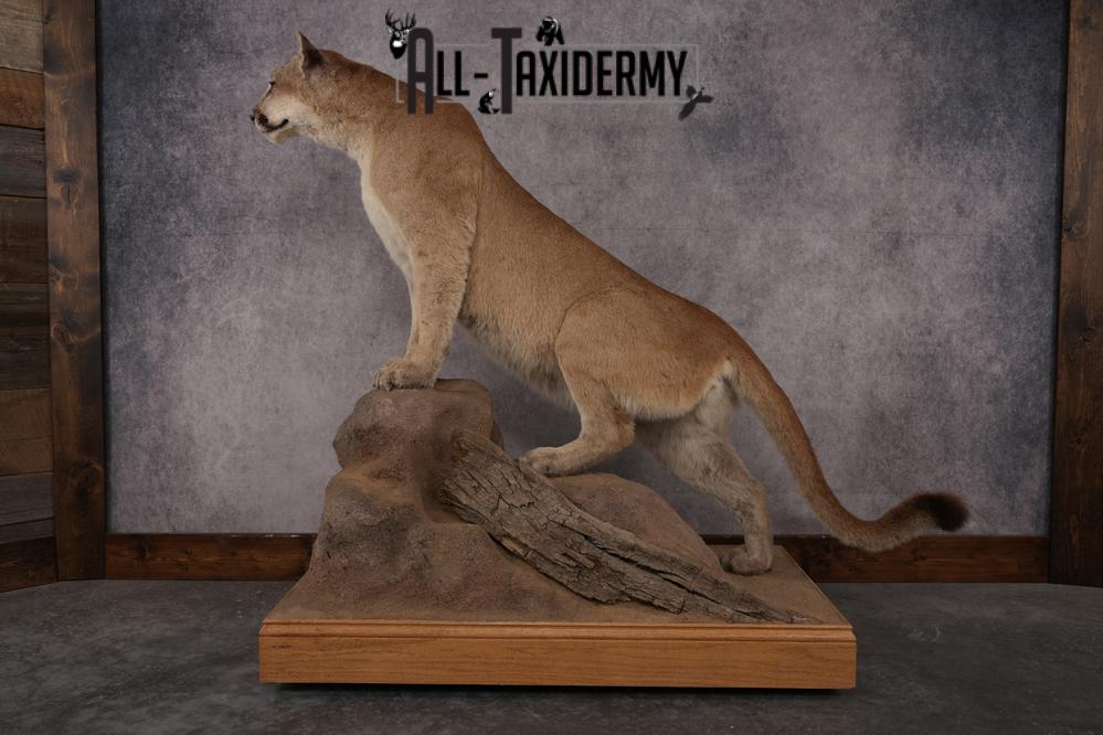 Full Body Cougar Taxidermy Mount SKU 2906 - Image 4