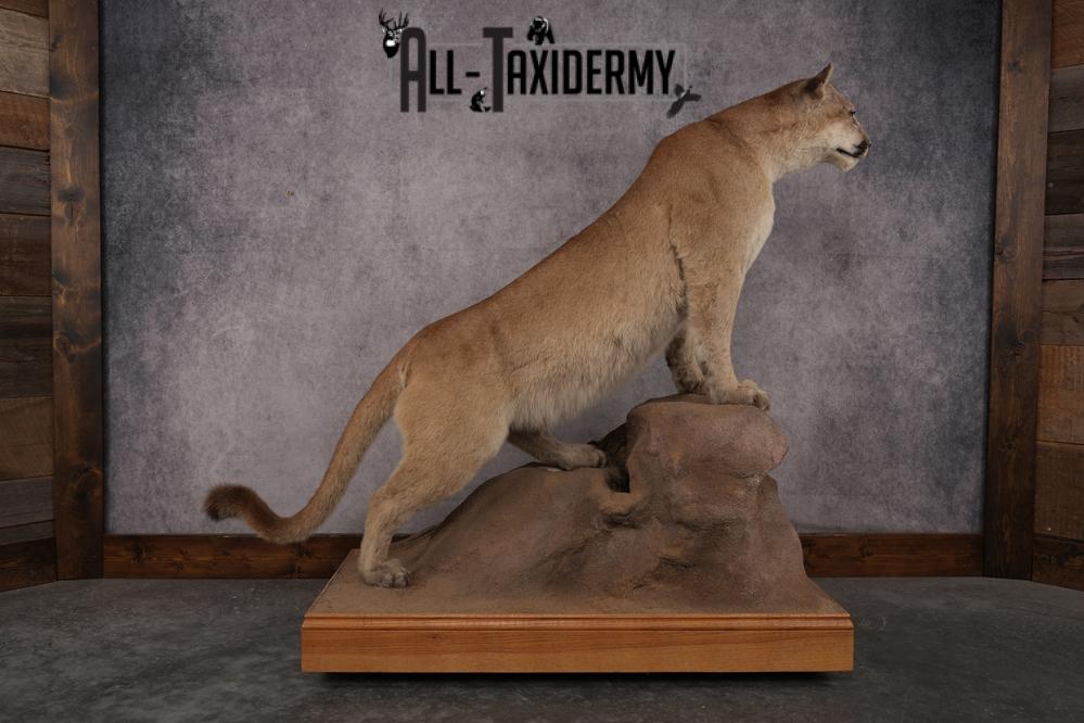 Full Body Cougar Taxidermy Mount SKU 2906 - Image 3