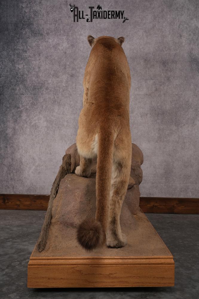 Full Body Cougar Taxidermy Mount SKU 2906 - Image 2