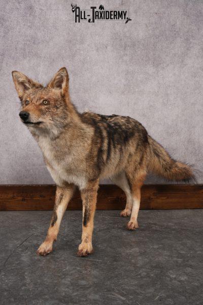 Full Body Coyote Taxidermy Mount SKU 2913