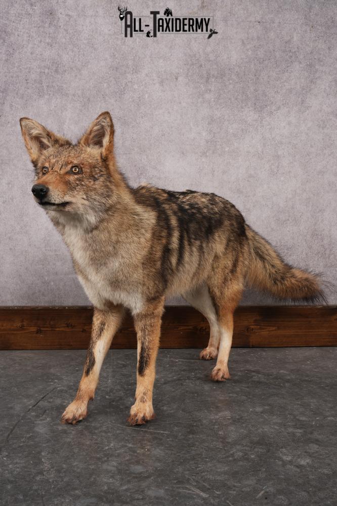 Full Body Coyote Taxidermy Mount SKU 2913