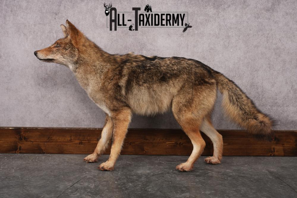 Full Body Coyote Taxidermy Mount SKU 2913 - Image 7
