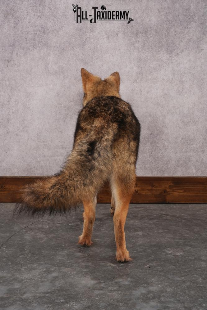Full Body Coyote Taxidermy Mount SKU 2913 - Image 6