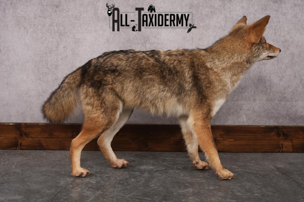 Full Body Coyote Taxidermy Mount SKU 2913 - Image 5