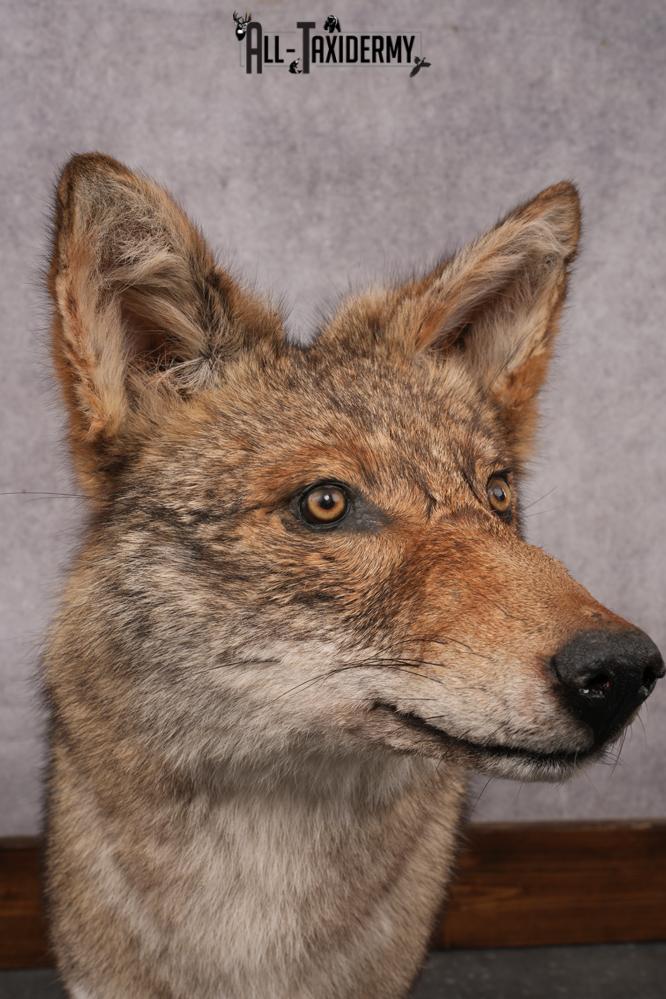 Full Body Coyote Taxidermy Mount SKU 2913 - Image 4