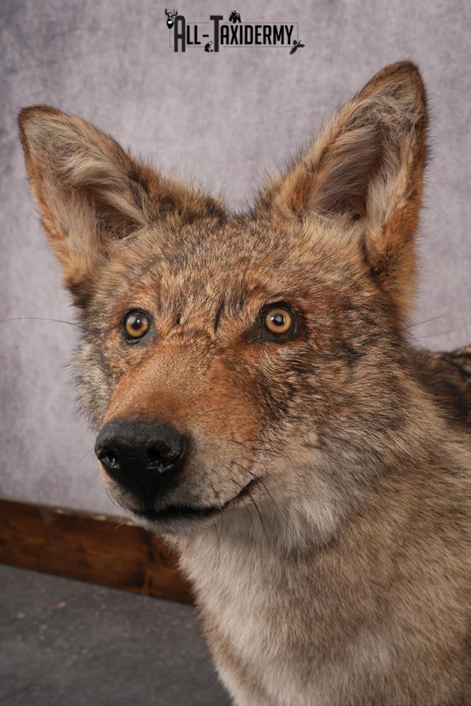 Full Body Coyote Taxidermy Mount SKU 2913 - Image 3