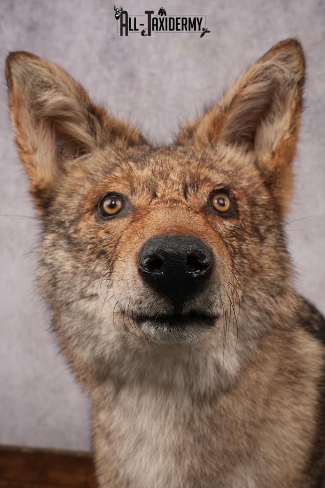 Full Body Coyote Taxidermy Mount SKU 2913 - Image 2