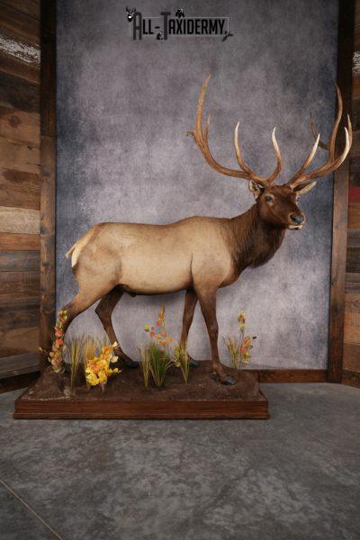 Full Body Elk Taxidermy Mount SKU 2844
