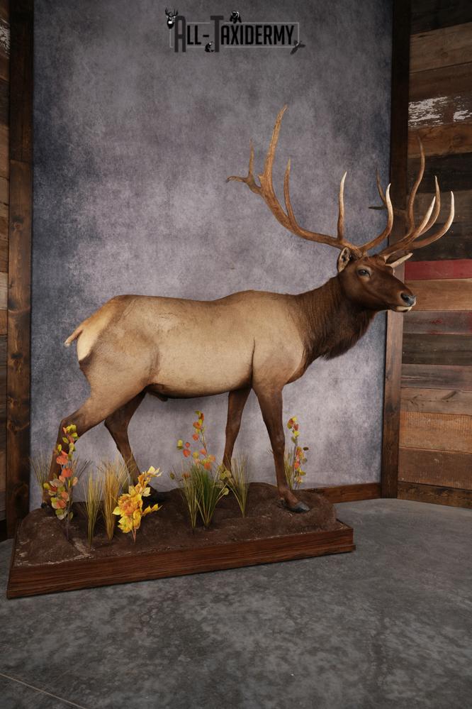 Full Body Elk Taxidermy Mount SKU 2844 - Image 13