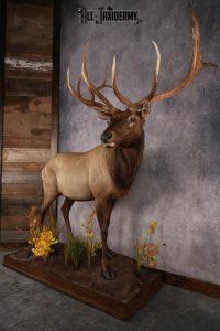 Elk Life Size Mount