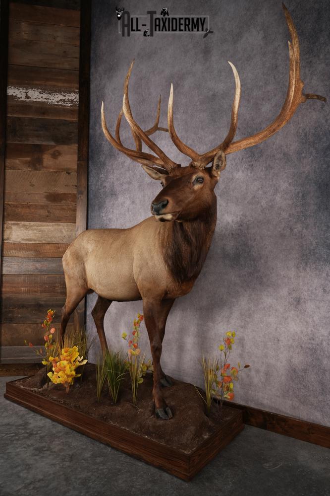 Elk Life Size Mount