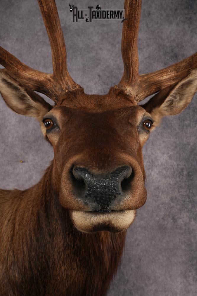 Full Body Elk Taxidermy Mount SKU 2844 - Image 11