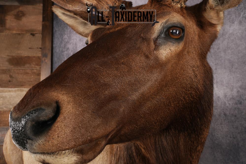 Full Body Elk Taxidermy Mount SKU 2844 - Image 10