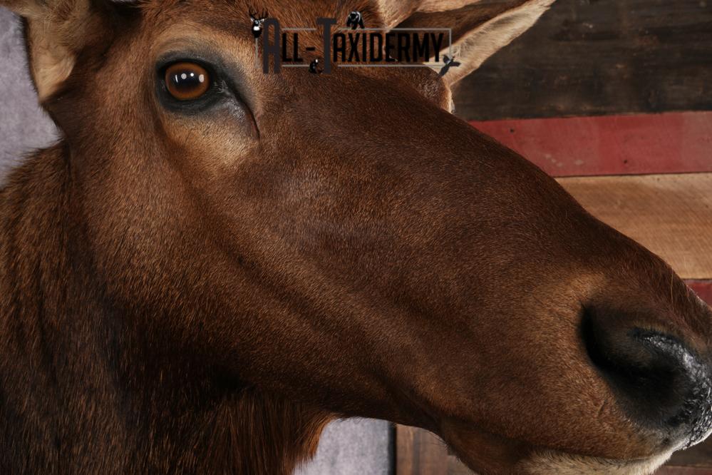 Full Body Elk Taxidermy Mount SKU 2844 - Image 9