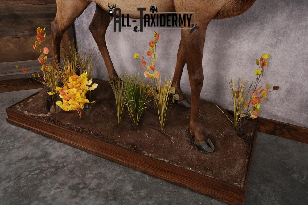 Full Body Elk Taxidermy Mount SKU 2844 - Image 8