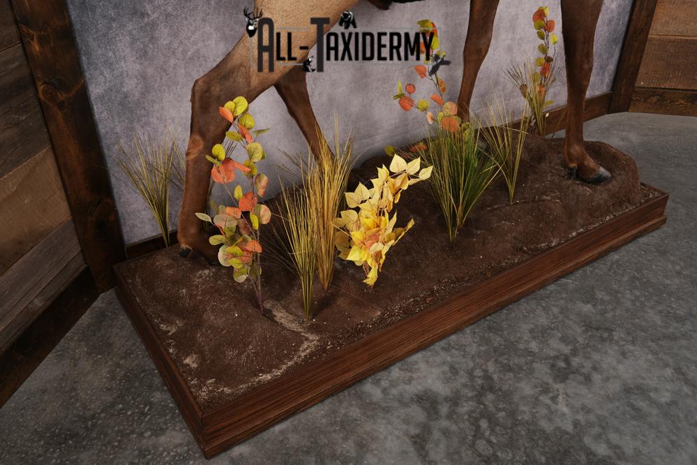 Full Body Elk Taxidermy Mount SKU 2844 - Image 7