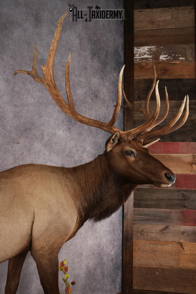 Full Body Elk Taxidermy Mount SKU 2844 - Image 6