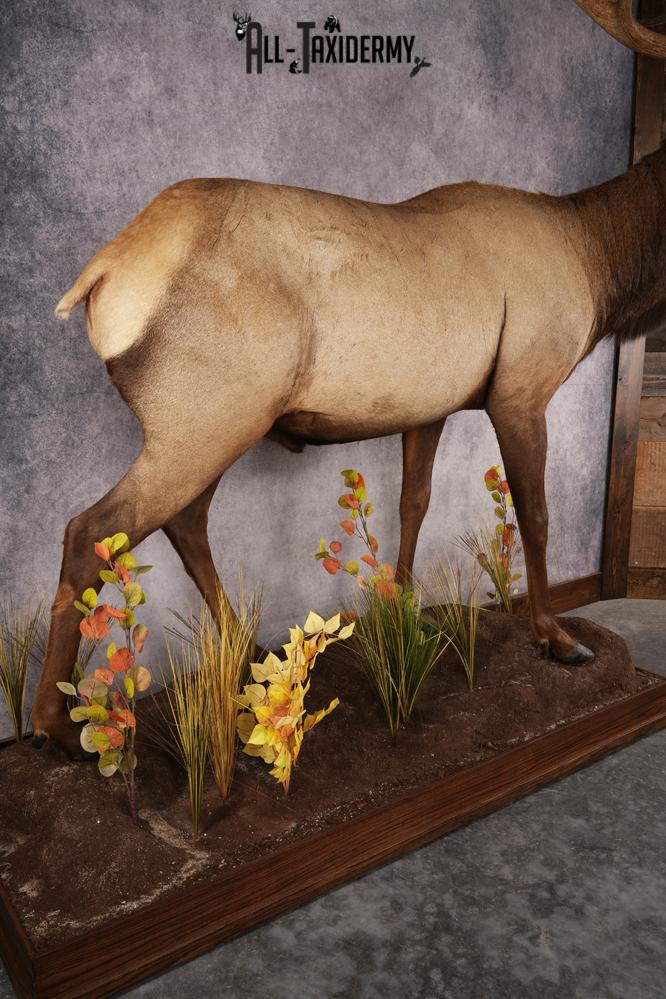 Full Body Elk Taxidermy Mount SKU 2844 - Image 5