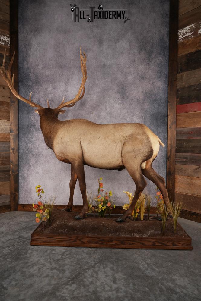 Full Body Elk Taxidermy Mount SKU 2844 - Image 4