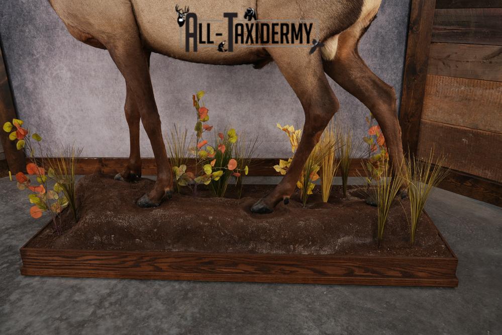 Full Body Elk Taxidermy Mount SKU 2844 - Image 3