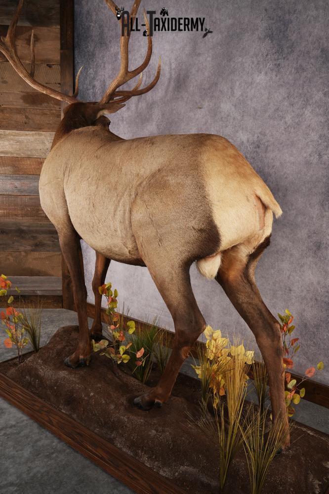 Full Body Elk Taxidermy Mount SKU 2844 - Image 2