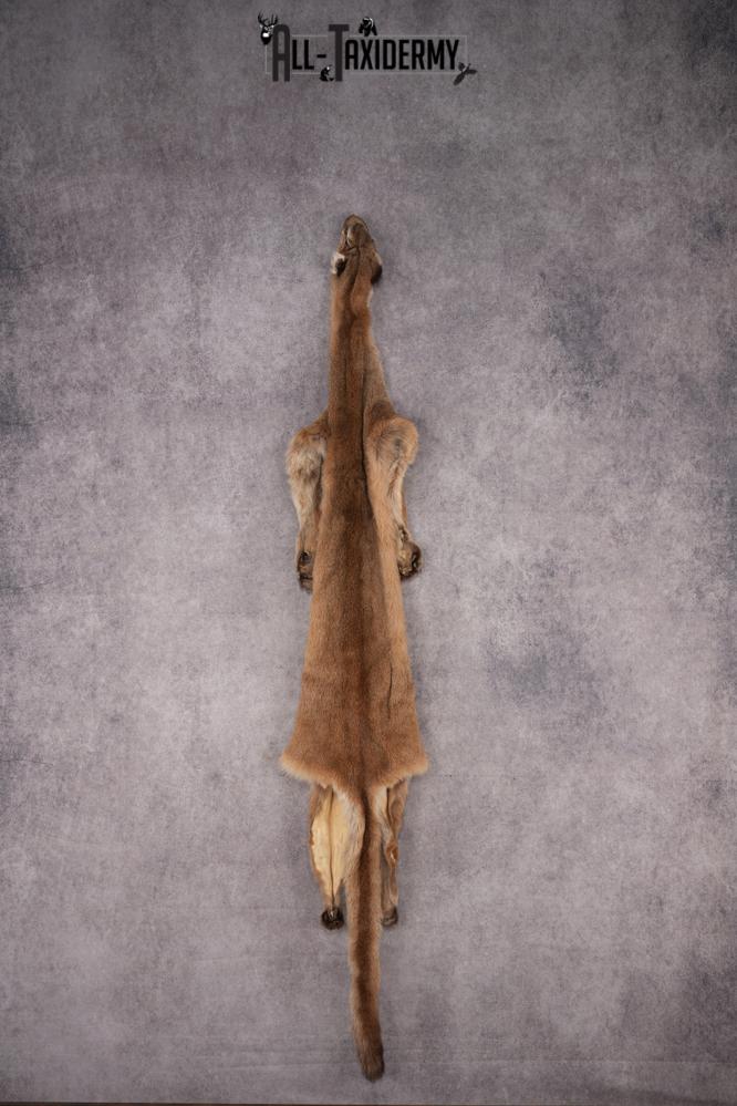 Mountain Lion Hide SKU 2827