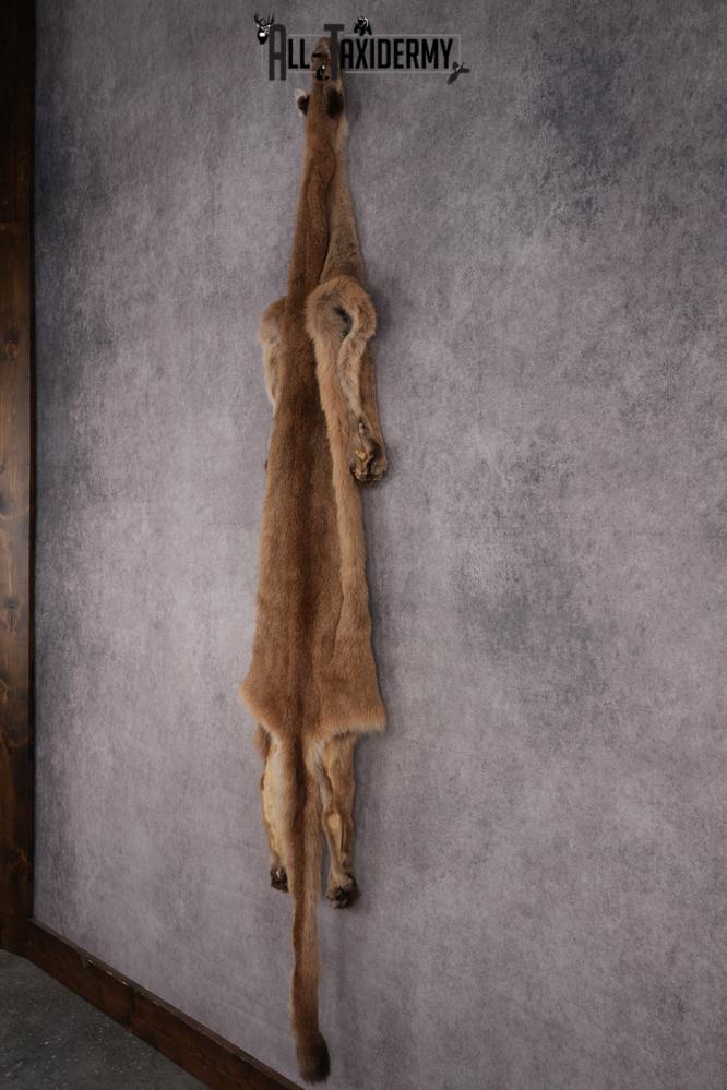 Mountain Lion Hide SKU 2827 - Image 7