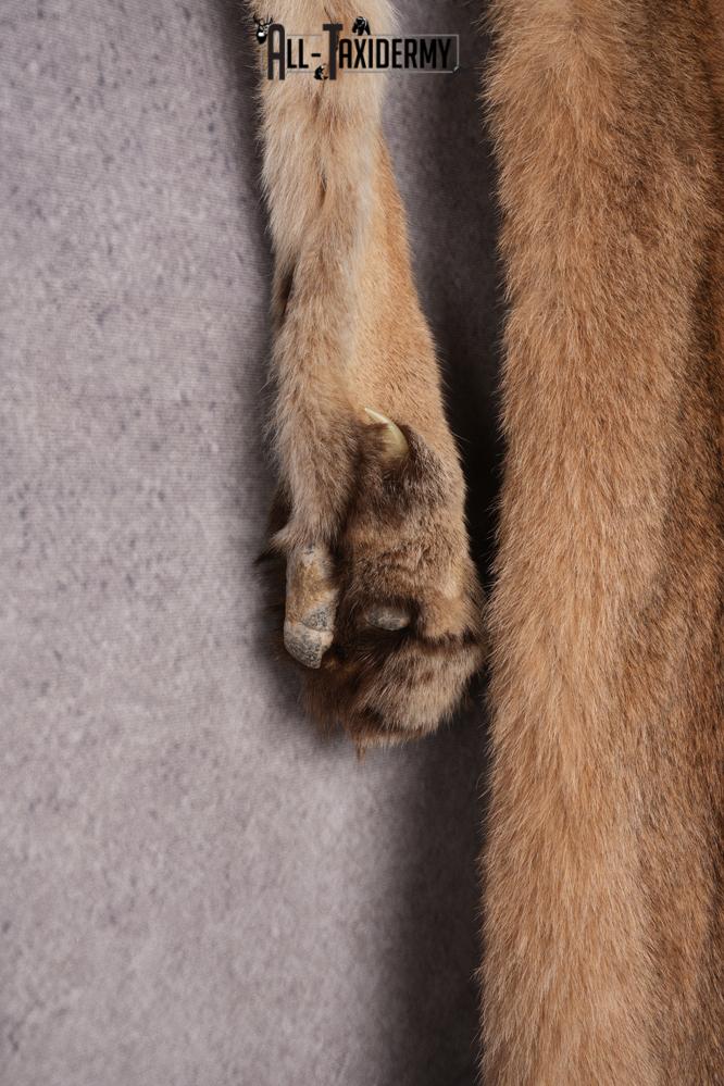 Mountain Lion Hide SKU 2827 - Image 5