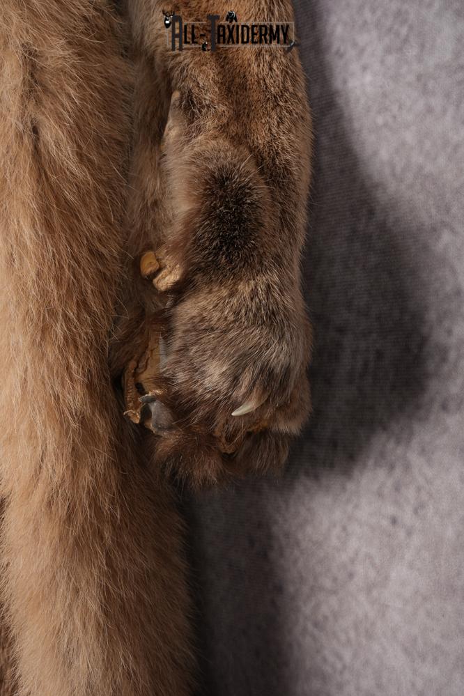 Mountain Lion Hide SKU 2827 - Image 4